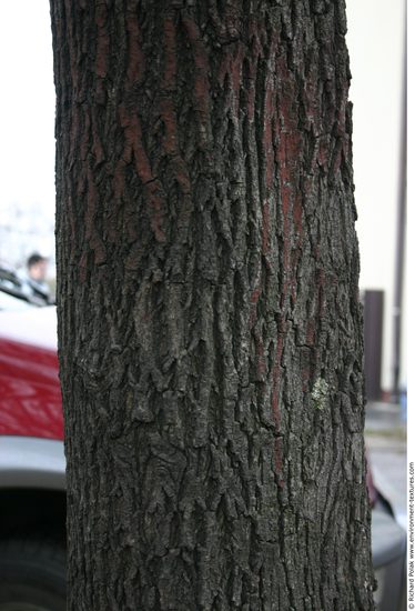 Tree Bark