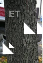 Tree Bark