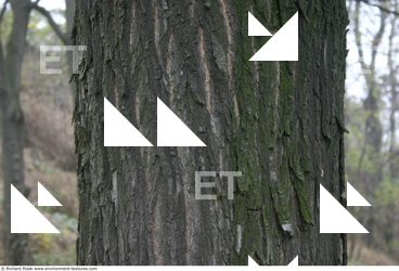 Tree Bark