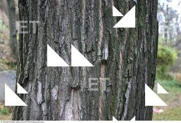 Tree Bark
