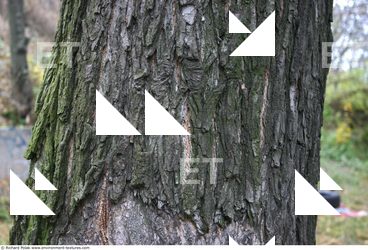 Tree Bark