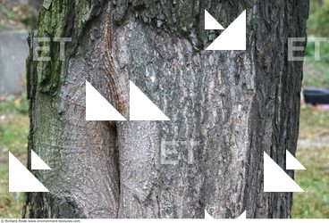 Tree Bark