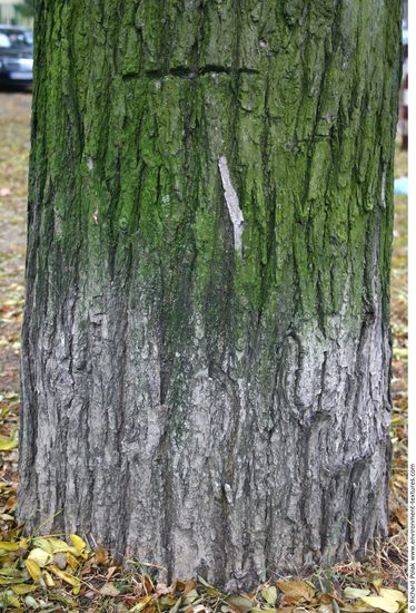 Tree Bark