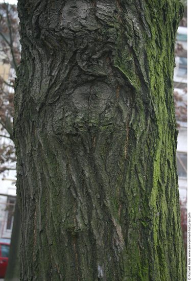 Tree Bark