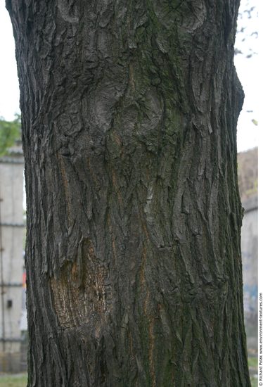 Tree Bark