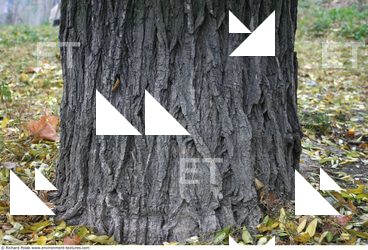 Tree Bark