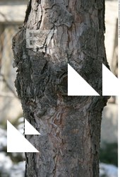 Tree Bark