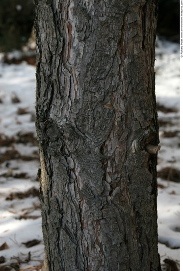 Tree Bark