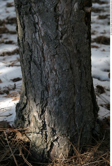 Tree Bark