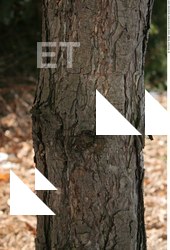 Tree Bark