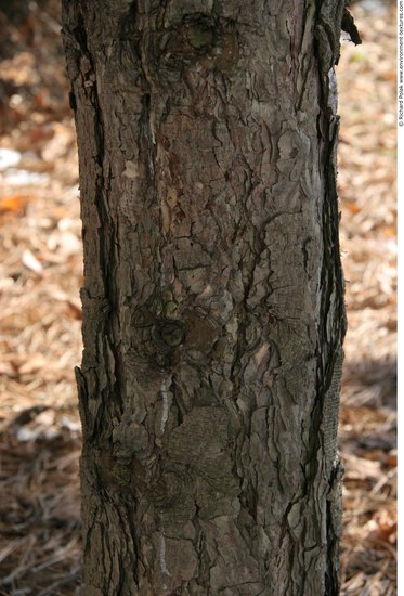 Tree Bark