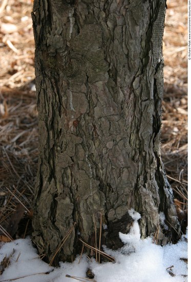 Tree Bark