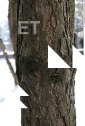 Tree Bark
