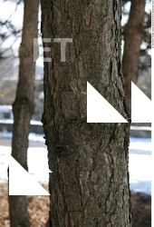 Tree Bark