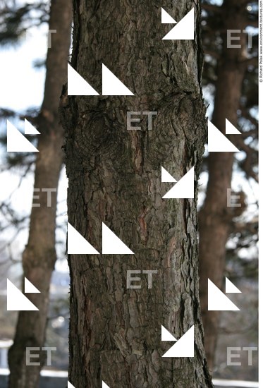 Tree Bark