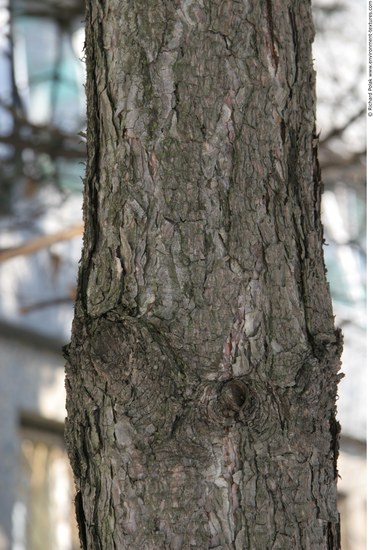 Tree Bark