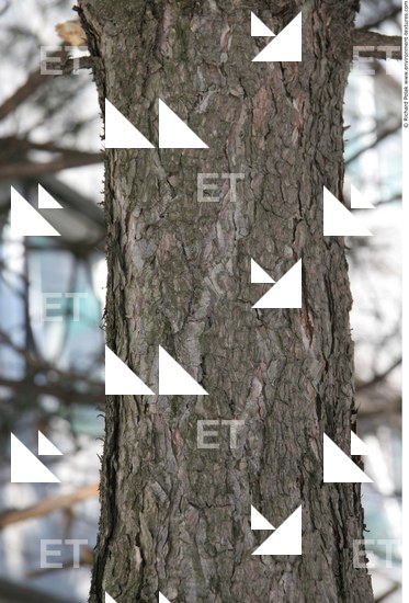 Tree Bark