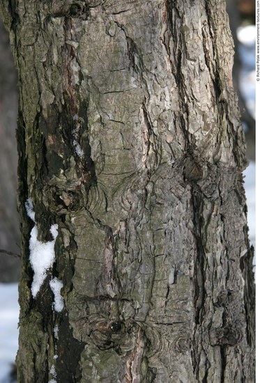 Tree Bark