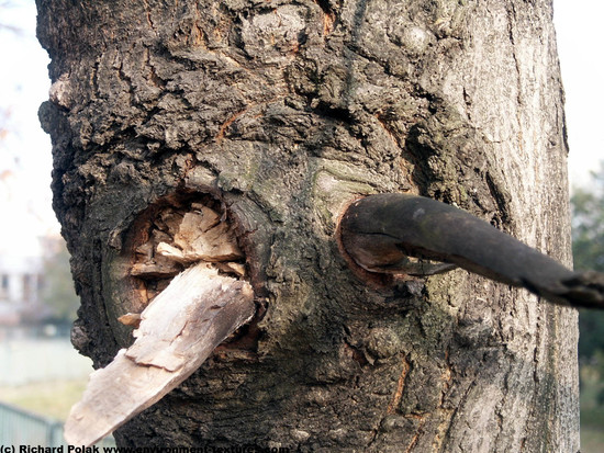 Tree Bark