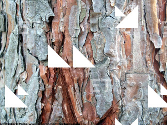 Tree Bark