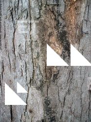 Tree Bark