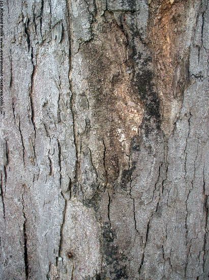 Tree Bark