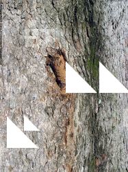 Tree Bark
