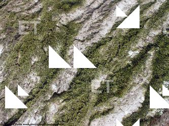 Tree Bark