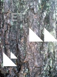 Tree Bark
