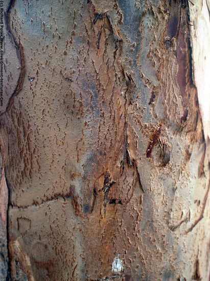 Tree Bark