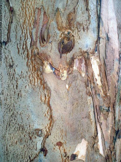 Tree Bark