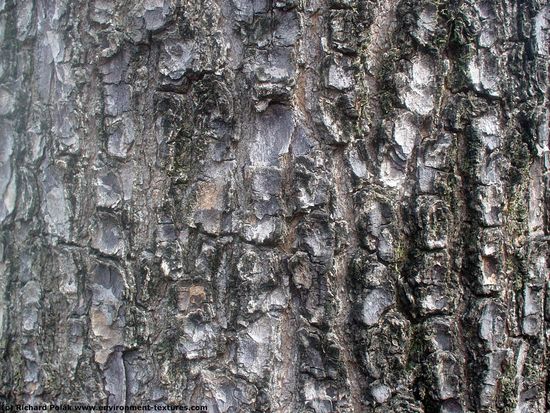 Tree Bark