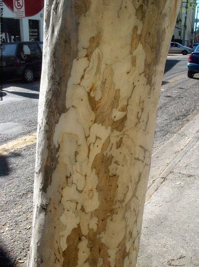 Tree Bark