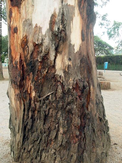 Tree Bark