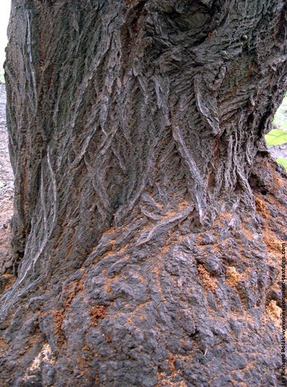 Tree Bark