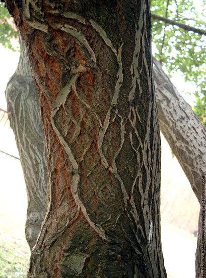 Tree Bark