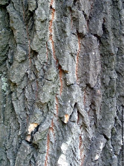 Tree Bark