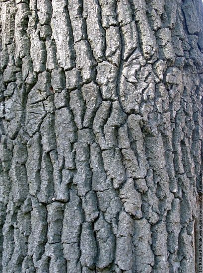 Tree Bark