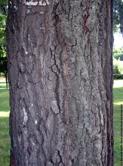 Tree Bark