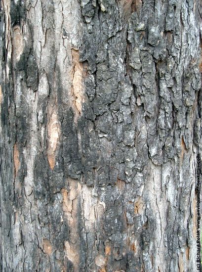 Tree Bark