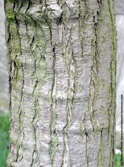 Tree Bark