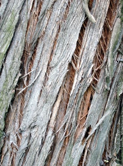 Tree Bark