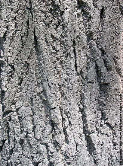 Tree Bark