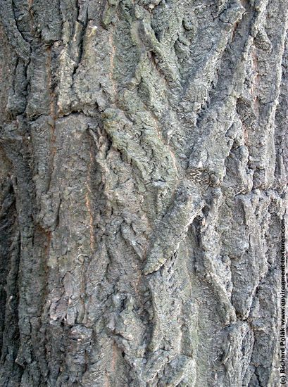 Tree Bark