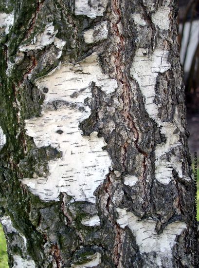 Tree Bark