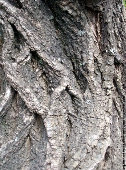 Tree Bark