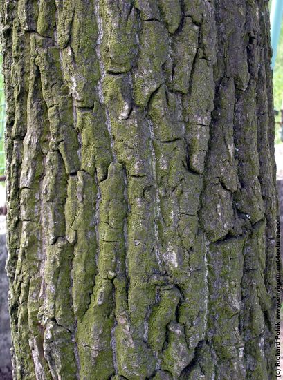 Tree Bark