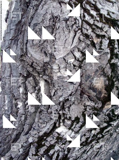 Tree Bark