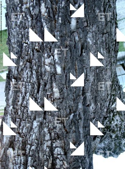 Tree Bark