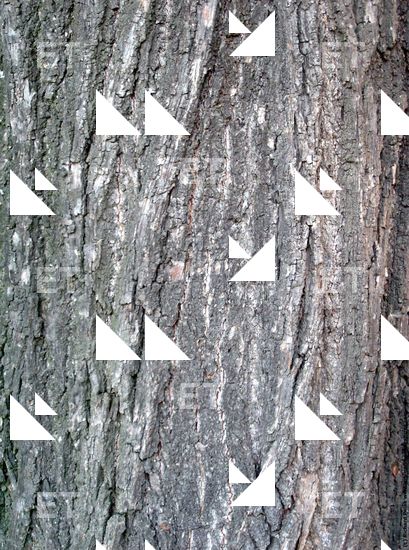 Tree Bark